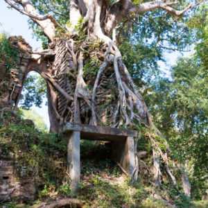 遺跡が木に飲み込まれている
